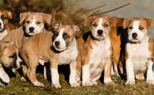 A Darnétal, près de Rouen, ils volent sous la menace sept chiots American Staffordshire 