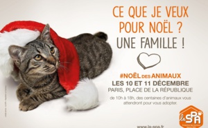 Noël des animaux: quatre-cents chiens et chats à la recherche d'un maître