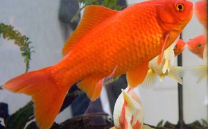 Rouen : ils allument un feu square Verdrel pour incinérer leur poisson rouge 