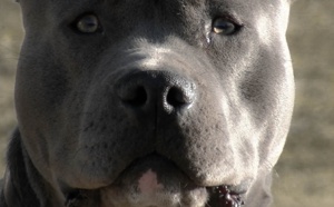 Oissel : en infraction avec la législation, la propriétaire d'un «chien d'attaque» verbalisée 