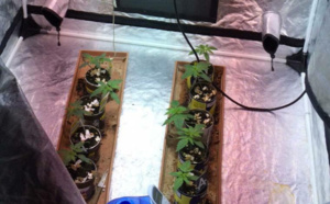 Près de Rouen, le cultivateur d'herbe de cannabis était recherché pour violences avec arme 