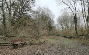 Tempête : l'ONF déconseille au public de se rendre en forêt ce week-end en Normandie et en Île-de-France
