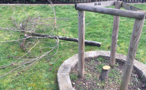 Des arbres de la laïcité coupés dans quatre communes des Yvelines : vandalisme ou acte politique ?