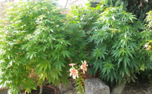 À Barentin, le quadragénaire cultivait des plants de cannabis dans son pavillon pour sa consommation