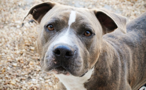 Évreux : un enfant de 11 ans attaqué et blessé par les deux chiens d'une voisine