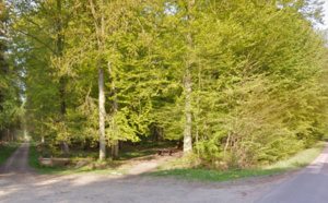 Un crâne humain découvert en forêt d'Arques-la-Bataille, près de Dieppe