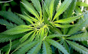 A Gruchet-le-Valasse, le trafiquant faisait commerce de l'herbe de cannabis qu'il cultivait dans sa cave 