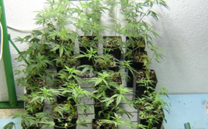 Le Havre : le consommateur d'herbe de cannabis cultivait sa drogue dans son appartement   