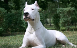 Evreux : mordue par un dogue argentin en protégeant son toutou