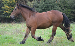 La Normandie accueillera en 2020 le plus grand congrès vétérinaire équin 