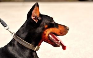 Petit-Quevilly : une femme attaquée par son doberman dans son jardin, elle est blessée au cou 