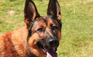 Une femme de 60 ans dévorée par ses bergers malinois dans un village de l'Eure