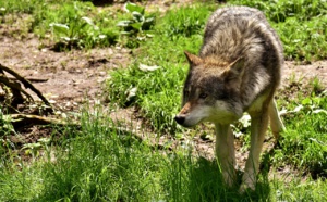 Pas de loup en forêt de Lyons, dans l'Eure, selon l'Office de la chasse