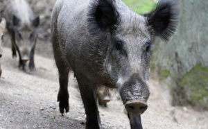 Battue aux sangliers dimanche 8 avril : plusieurs axes routiers fermés à la circulation près de Rouen