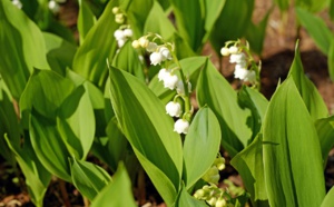 Evreux (Eure) : le muguet n'a pas porté bonheur à son voleur qui se retrouve en garde à vue