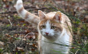 Seine-Maritime : deux chats et un chien tués par de mystérieux tireurs dans l’agglomération de Rouen 