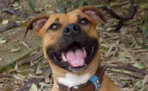 Eure : mordues par un chien, une fillette de 6 ans et sa sœur de 20 ans hospitalisées au CHU de Rouen 