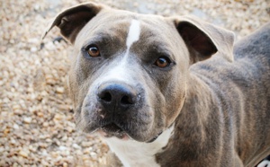 Chien mordeur à Broglie (Eure) : l'American staff a été saisi par la gendarmerie et son maître remis en liberté