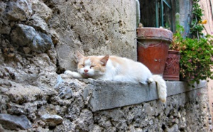 Seine-Maritime : la tête coupée d'un chat découverte dans le jardin d'une propriété à Rouen