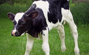 Seine-Maritime : un veau tombé dans un trou de 2,50 m secouru par les sapeurs-pompiers