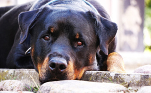 Eure : un enfant de 6 ans mordu au visage par un chien à Courbépine 