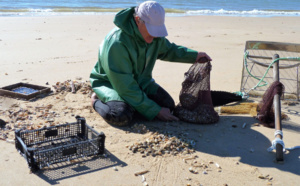 Le ramassage de coquillages filtreurs interdit entre le cap d'Antifer et la butte du Catelier