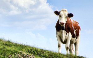 Dans l’Eure, une vache tombée dans une fosse à lisier sauvée de la noyade par les pompiers 