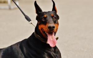 Le Havre : des bénévoles de la SPA victimes du vol d'un chien Doberman par trois adolescents armés