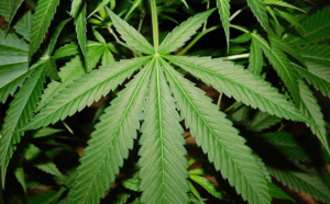 Yvelines : interpellé à Saint-Germain-en-Laye pour détention de stupéfiants et de munitions de guerre