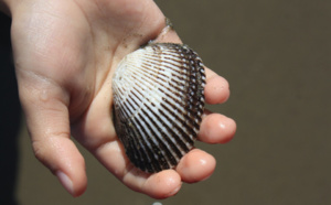 Calvados : la pêche à pied des coquillages à nouveau autorisée sur la plage de Houlgate