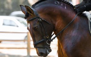 Deauville fête le cheval le 30 septembre : découvrez le programme des animations 