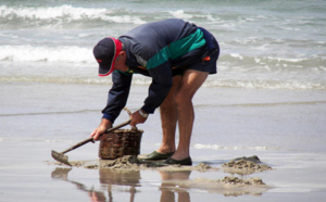Calvados : la pêche à pied des moules interdite à Ouistreham à cause de germes fécaux 