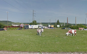 Vaches vandalisées : le maire de Saint-Etienne-du-Rouvray va déposer plainte