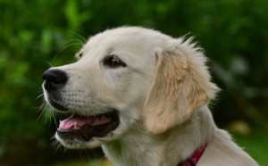 Le Havre : une femme mordue au visage en jouant avec son Golden Retriever
