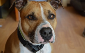 A Bernay, dans l'Eure, son chien mord un invité, il le massacre de 40 coups de couteau