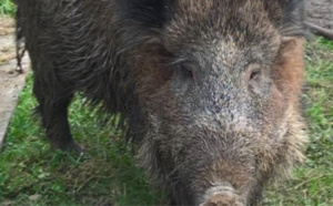 Nénette ne sera pas abattue : la laie recueillie par un agriculteur de l'Eure va être placée dans un refuge