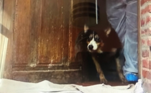 49 chats et chiens vivaient en captivité dans une maison insalubre en Seine-Maritime