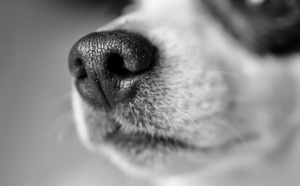 Yvelines : une fillette mordue par un chien dans une cité à Trappes 