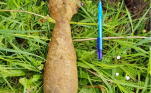 Yvelines : un obus découvert sur un chantier à Versailles 