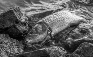 Eure : la pêche interdite en Seine à cause d’une pollution industrielle dans les Yvelines 