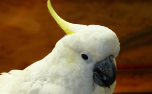 Le Cacatoès volé dans une animalerie près de Dieppe a été retrouvé sain et sauf à Fécamp 