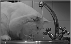 L’eau du robinet impropre à la consommation dans cinq communes de Seine-Maritime 