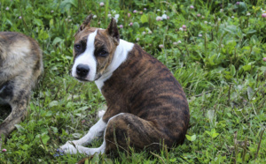 Vol d’un chiot au Havre : un ado de 14 ans placé en garde à vue