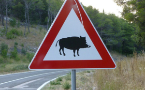 Grave accident près de Rouen : un motard percute un sanglier sur la RN138 en direction de Caen 