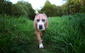 Seine-Maritime : un joggeur et un automobiliste mordus par un chien dans une rue de Montivilliers