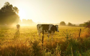 Deux vaches enlisées à Paluel : l’une est morte, les pompiers tentent de sauver la seconde 