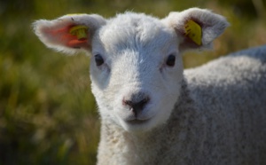 Au Havre, un agneau de 4 mois battu à mort dans les Jardins suspendus : une enquête est ouverte