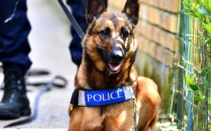 Yvelines : le braqueur (âgé de 15 ans) est retrouvé par le chien pisteur de la police à Plaisir 