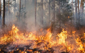 Violent feu de forêt en Seine-Maritime : 10 hectares brûlés et 50 autres menacés