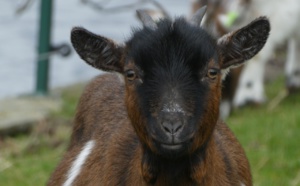 Deux chèvres isolées sur un bout de falaise à Dieppe : un acte de malveillance ? 